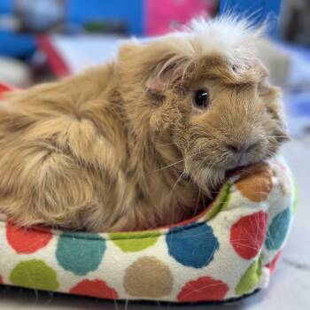 Rescue Guinea Pig Guinea Pigs for Adoption in Quakertown, Pennsylvania - Taylor Bonded To Marshmallow | PetCurious